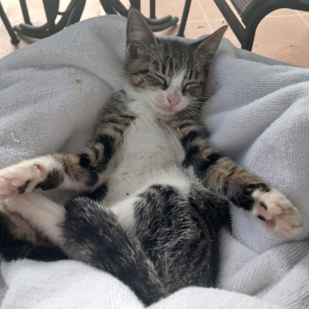 Waldo, a Adoptable Domestic Short Hair in Parkland, FL image 4/5