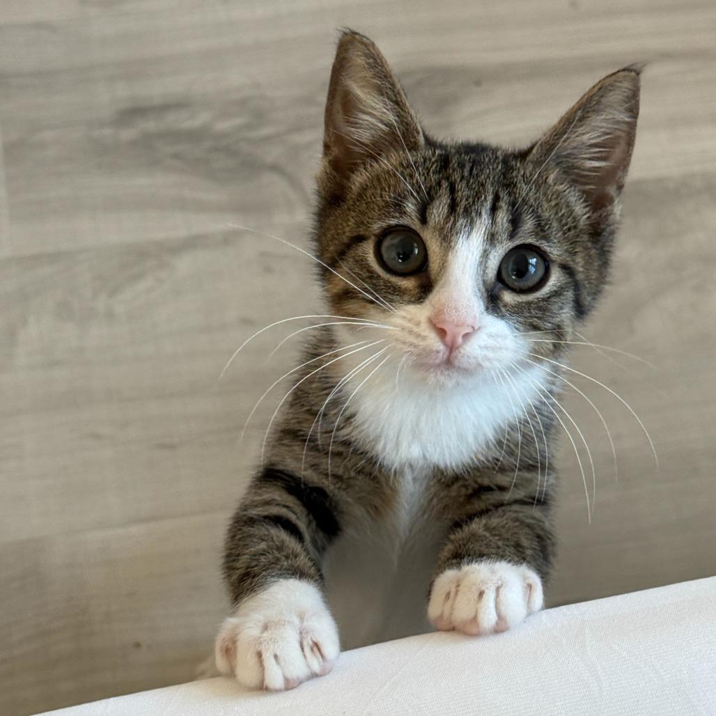 Waldo, a Adoptable Domestic Short Hair in Parkland, FL image 1/5