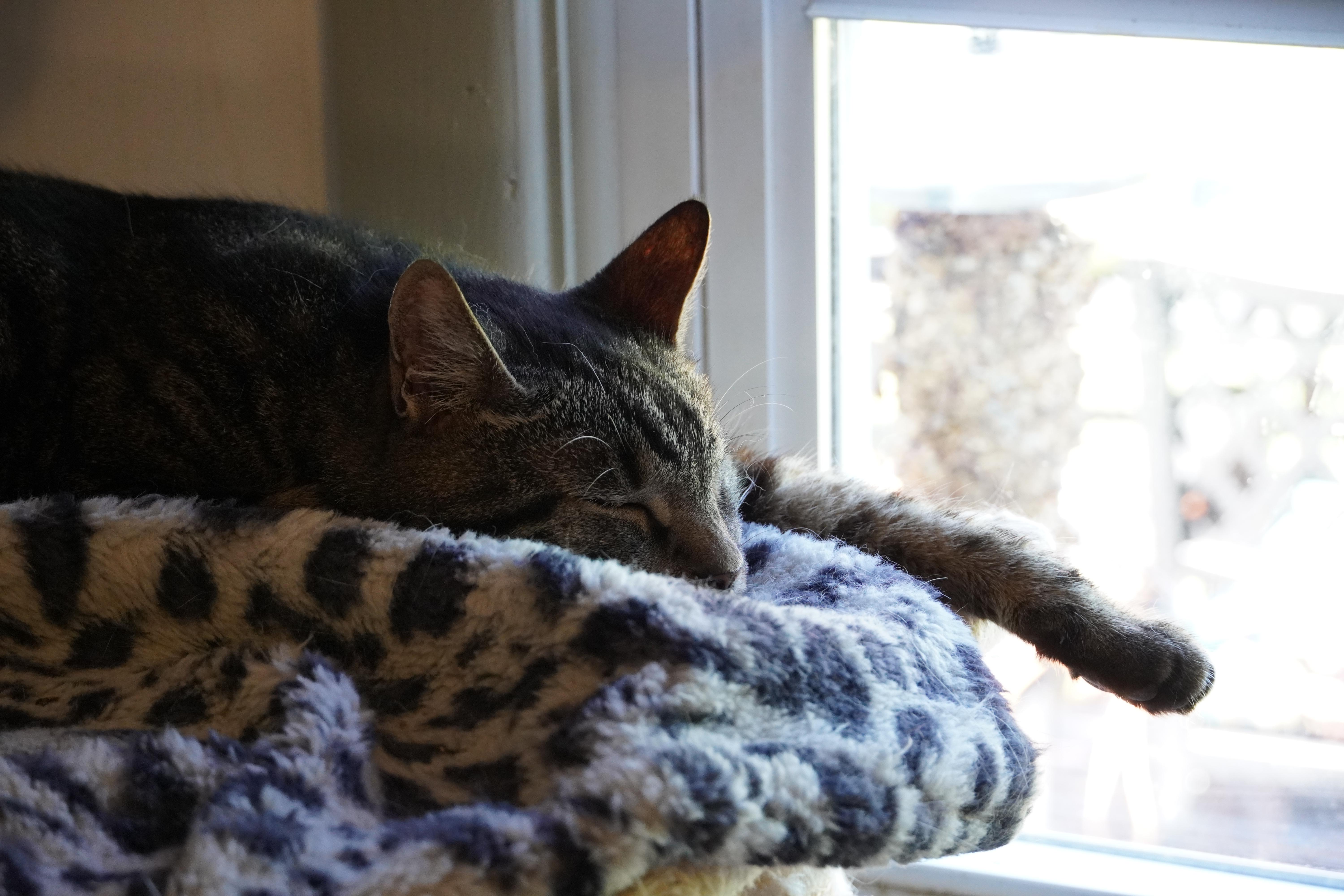 Truman, Adopted, Senior Male Domestic Short Hair.
