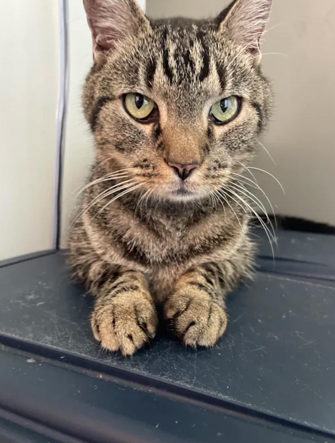 Truman, a Adopted Domestic Short Hair in Hershey, PA image 2/6