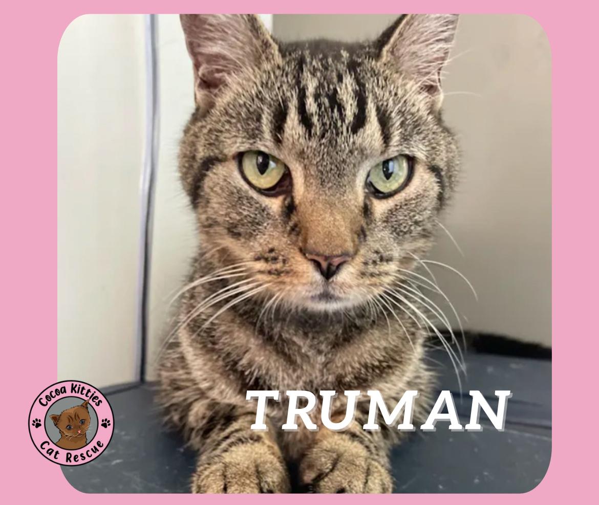 Truman, a Adopted Domestic Short Hair in Hershey, PA image 3/6