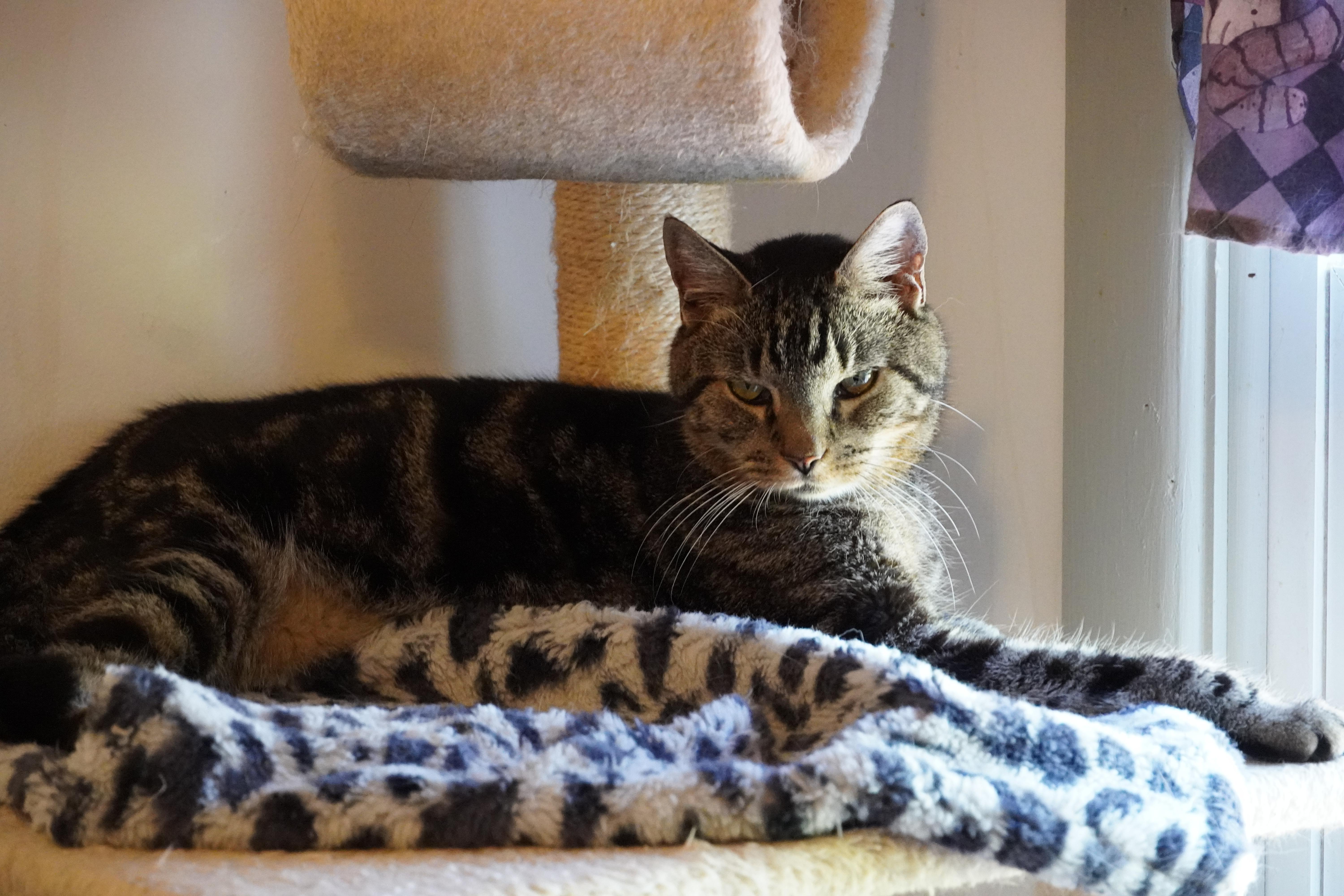 Truman, a Adopted Domestic Short Hair in Hershey, PA image 4/6