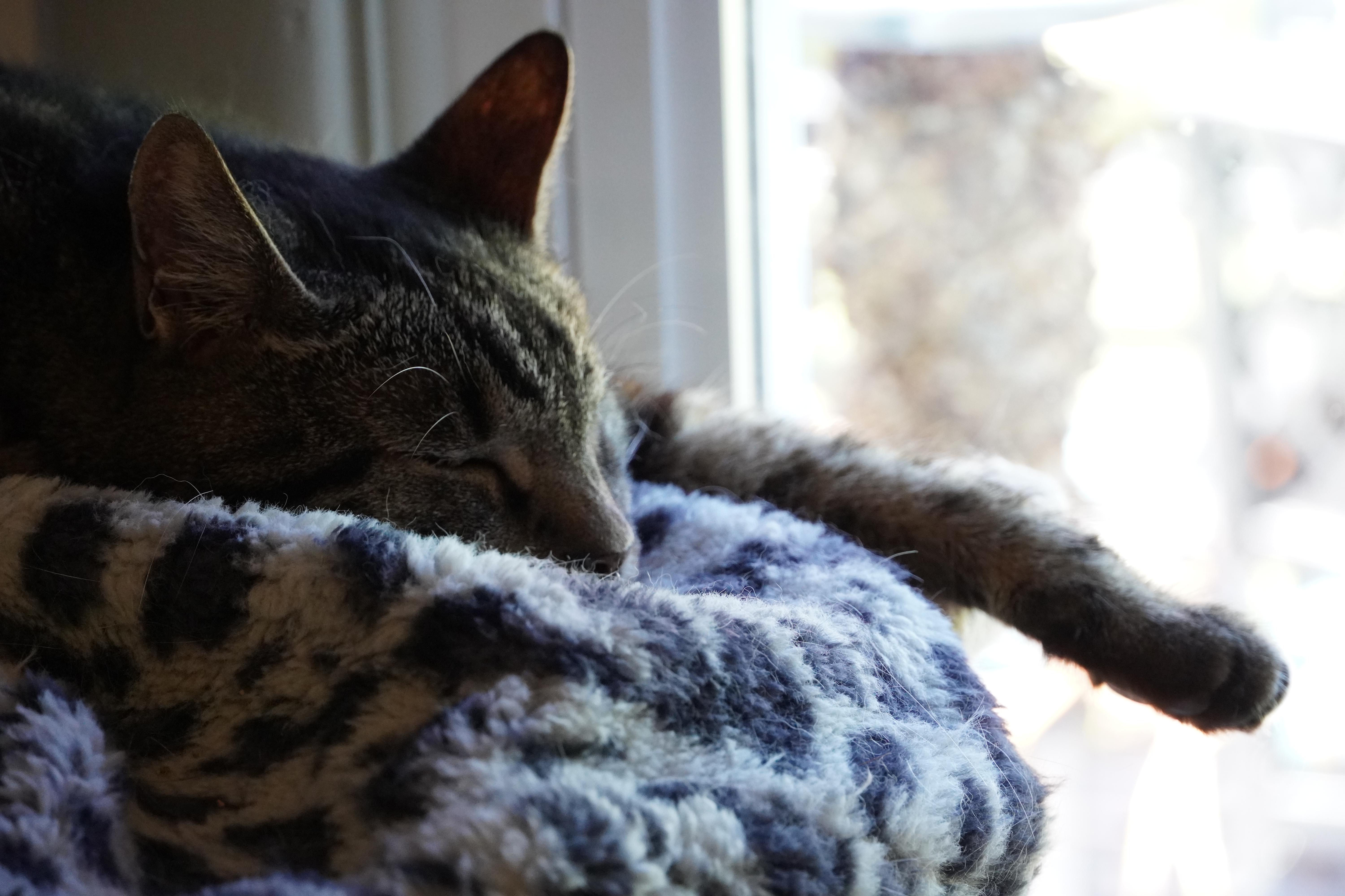 Truman, a Adopted Domestic Short Hair in Hershey, PA image 5/6