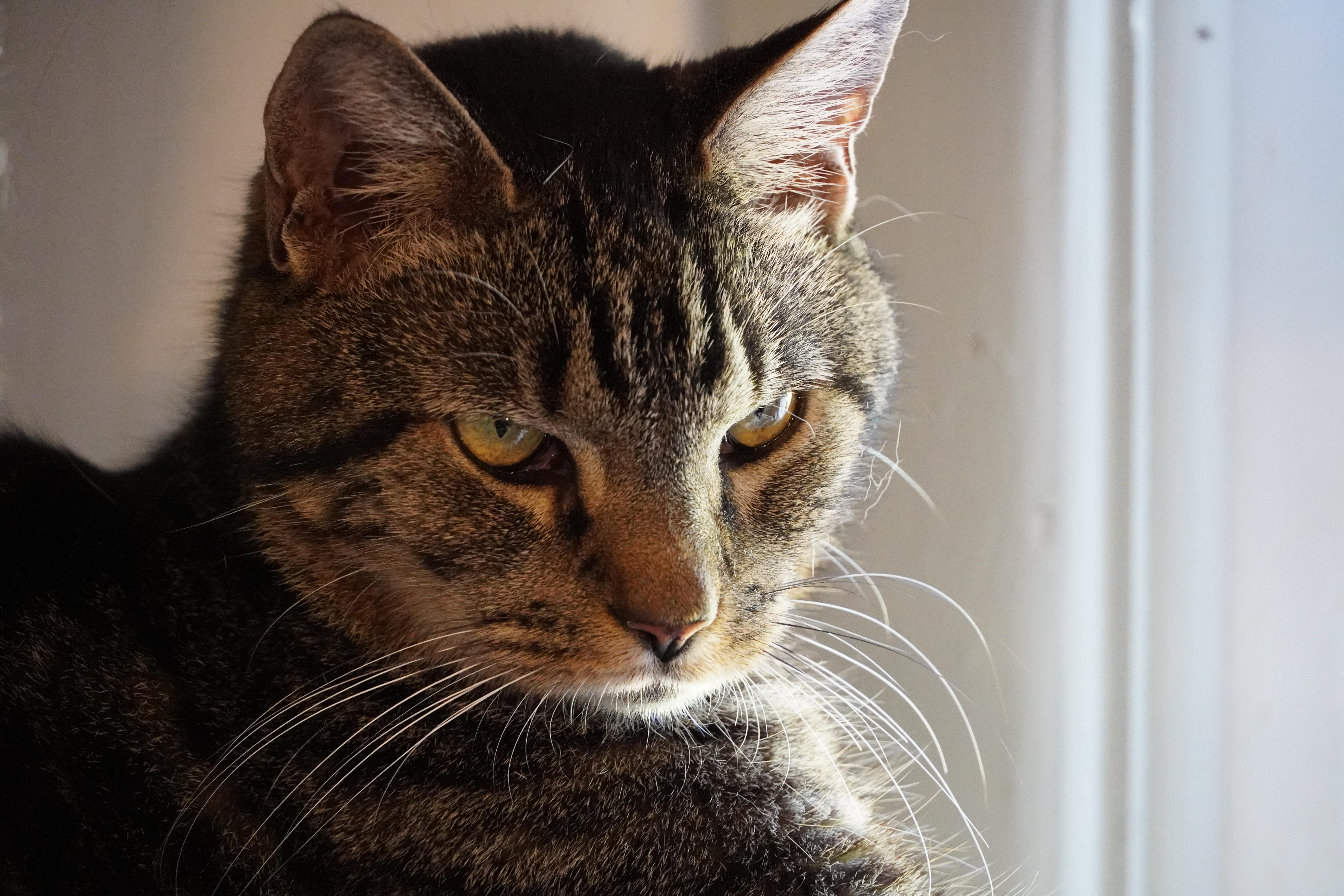 Truman, a Adopted Domestic Short Hair in Hershey, PA image 6/6