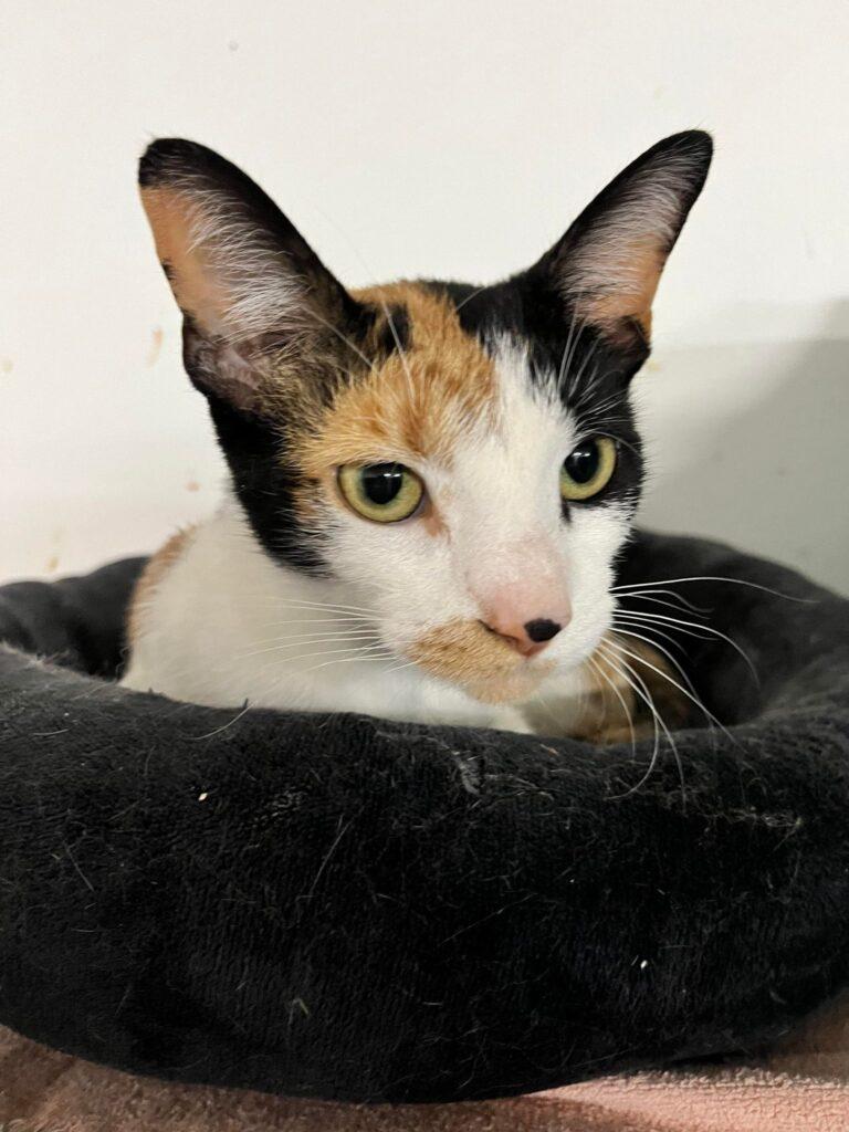 Enlarge Rose, an adoptable British Shorthair in Marion, IN image 1/1