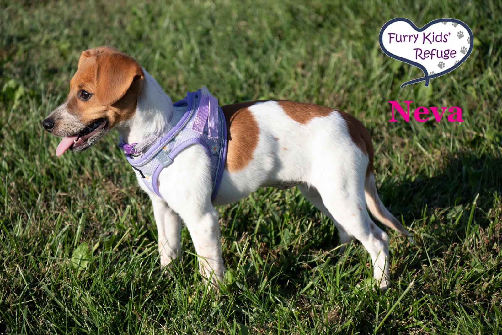Enlarge Neva, a Adoptable mixed breed in Lee's Summit, MO image 2/3