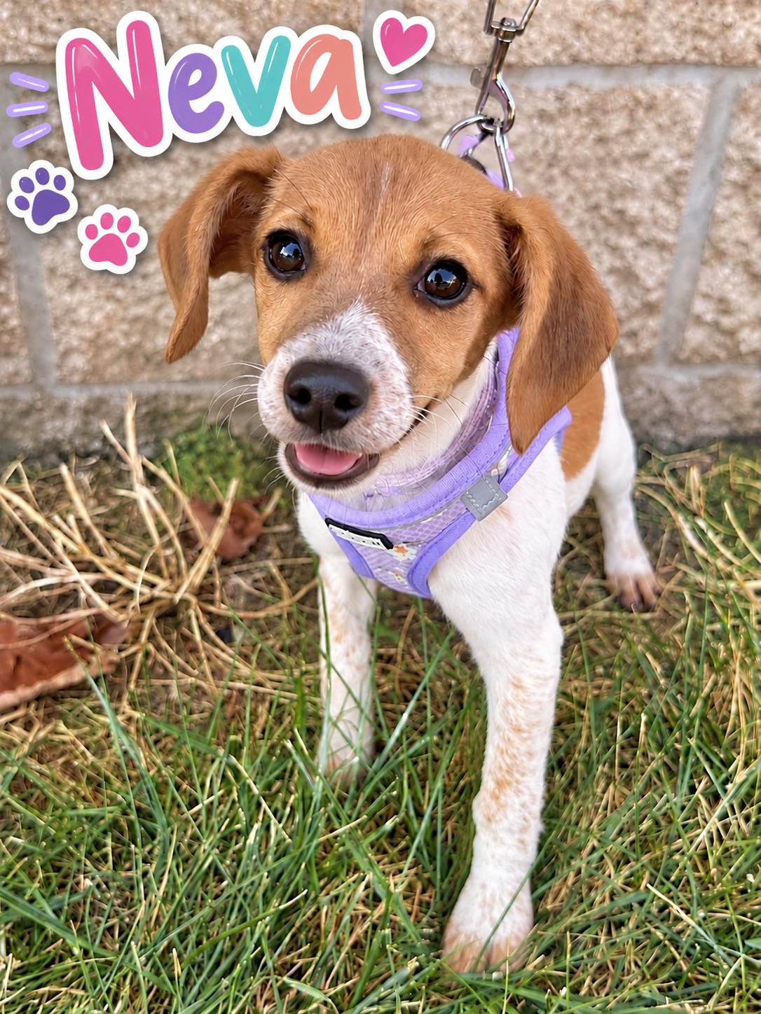 Enlarge Neva, a Adoptable mixed breed in Lee's Summit, MO image 1/3