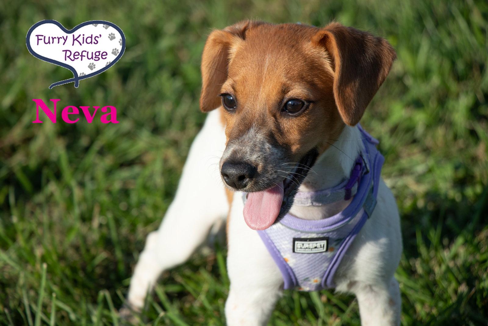 Enlarge Neva, a Adoptable mixed breed in Lee's Summit, MO image 3/3