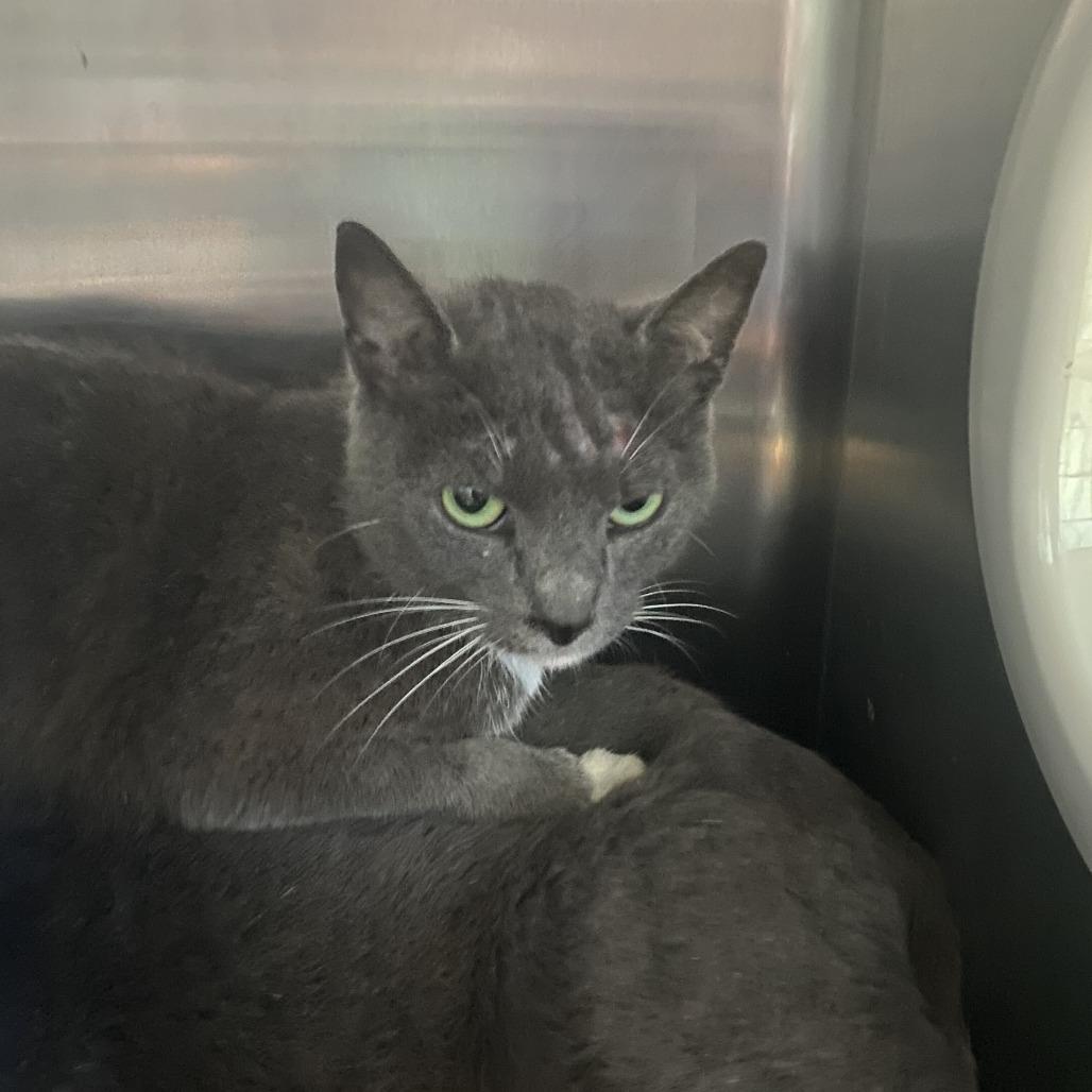 Enlarge Zaphyra, a Adoptable Domestic Short Hair in Spruce Pine, NC image 1/1