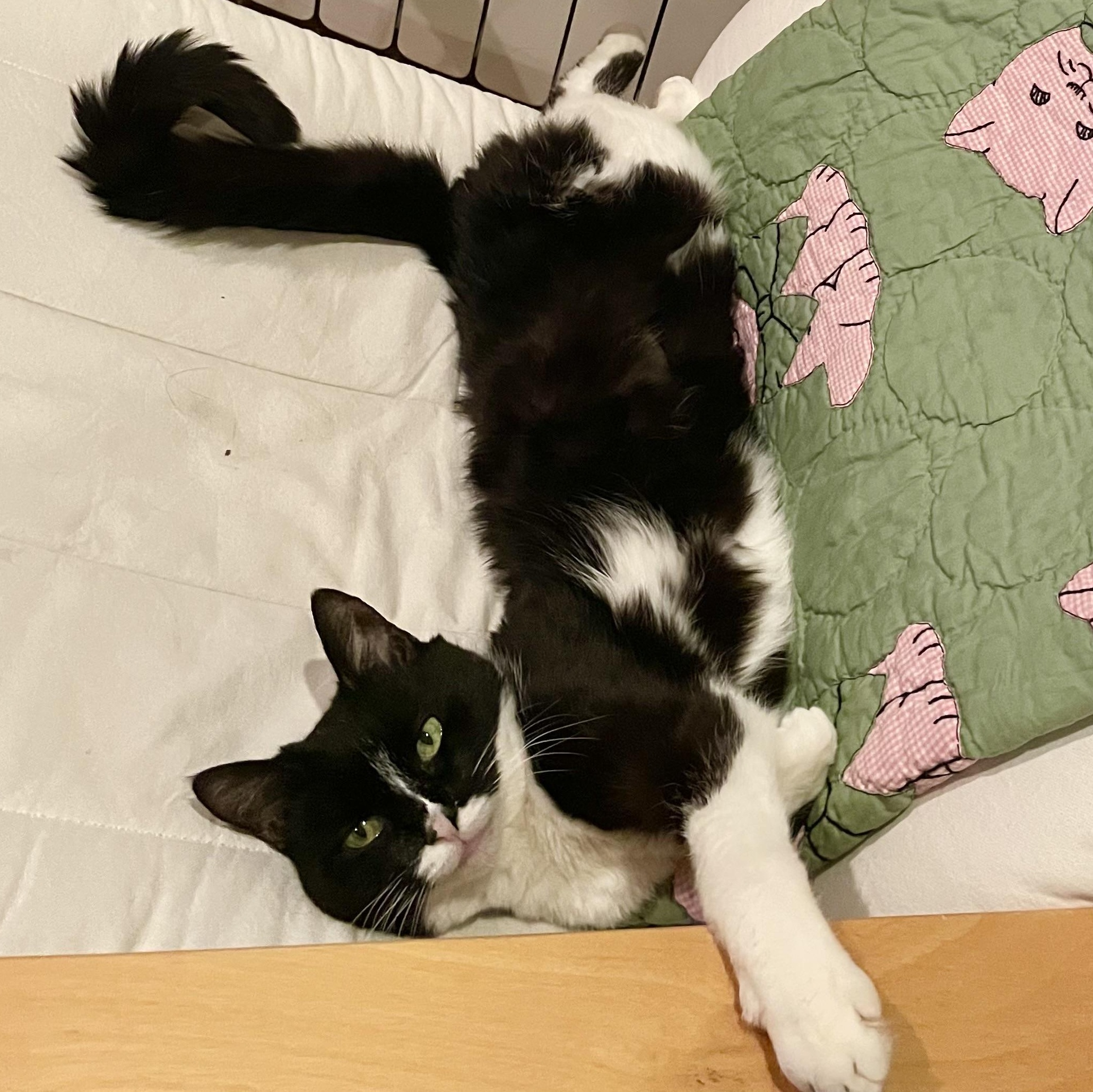 Enlarge Chartreuse, a Adoptable Domestic Short Hair in New York, NY image 4/6