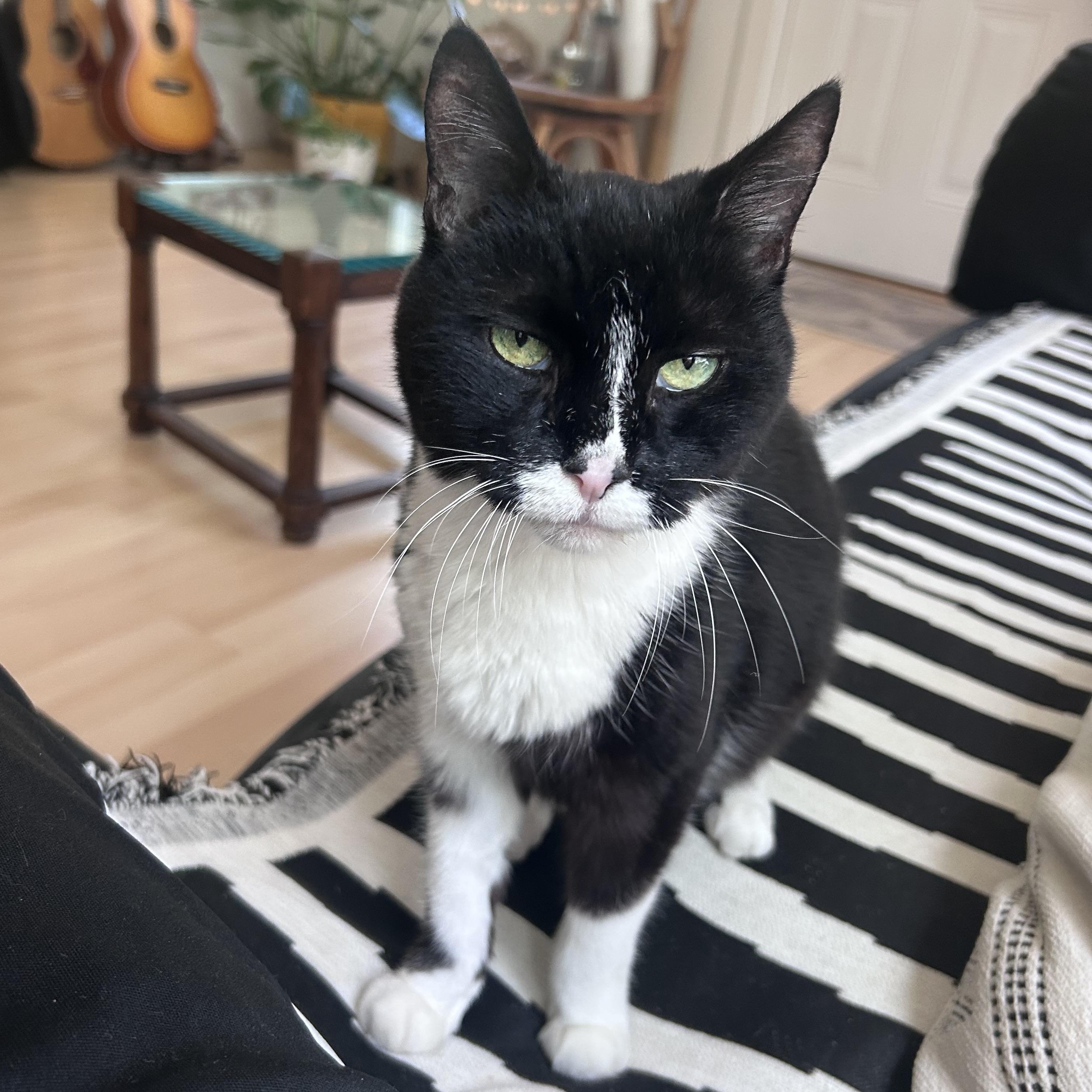 Enlarge Chartreuse, a Adoptable Domestic Short Hair in New York, NY image 1/6