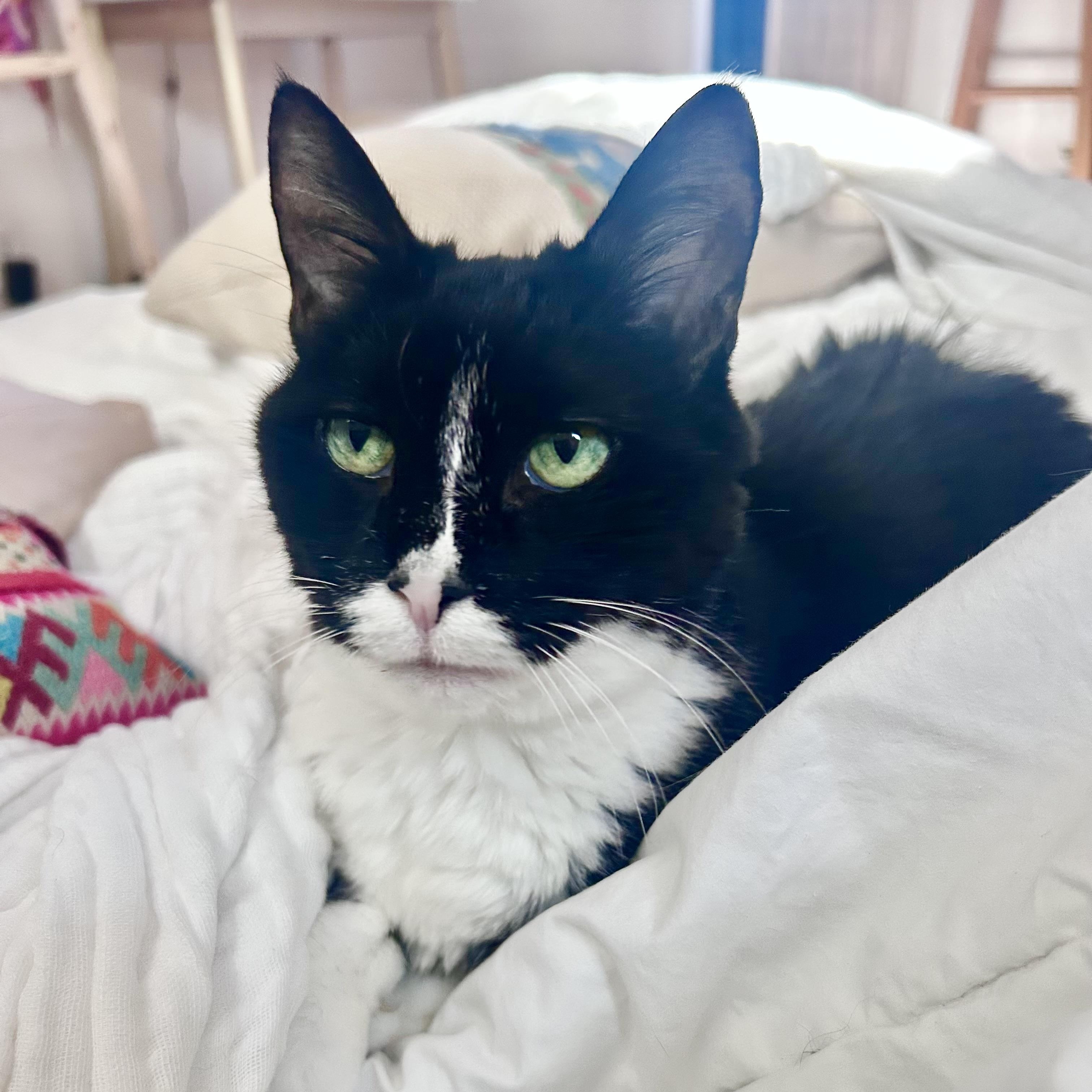 Enlarge Chartreuse, a Adoptable Domestic Short Hair in New York, NY image 2/6