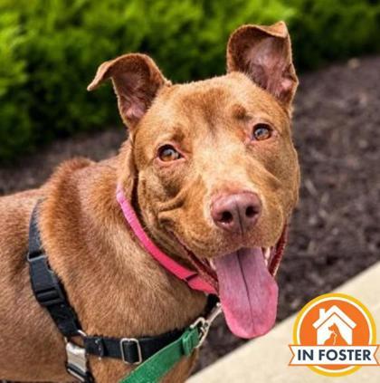 Winnie, Adoptable, Adult Female Mixed Breed & Mixed Breed.