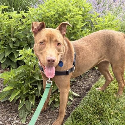 Enlarge Winnie, a Adoptable mixed breed in Merriam, KS image 2/3