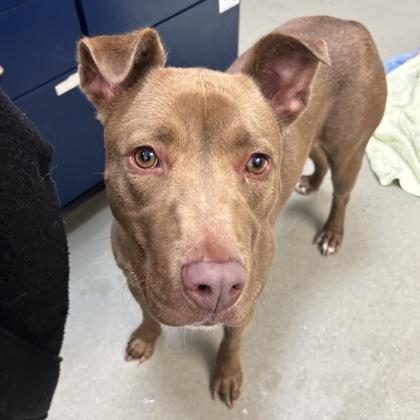 Enlarge Winnie, a Adoptable mixed breed in Merriam, KS image 3/3