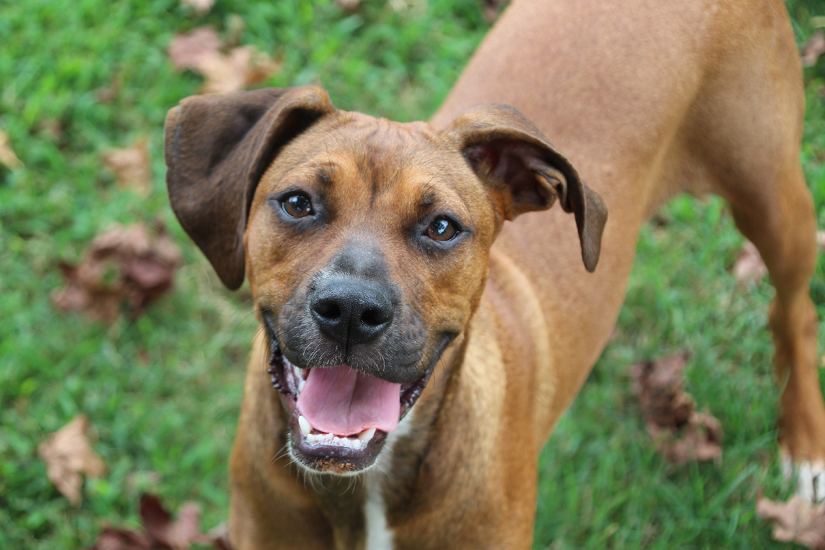 Doo, a Adoptable mixed breed in Enoree, SC image 1/9