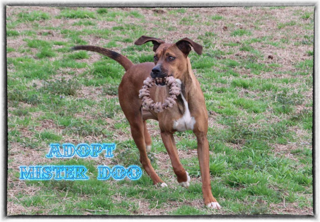 Doo, a Adoptable mixed breed in Enoree, SC image 2/9