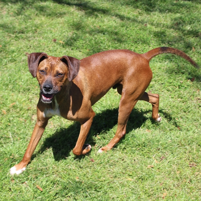 Doo, a Adoptable mixed breed in Enoree, SC image 3/9