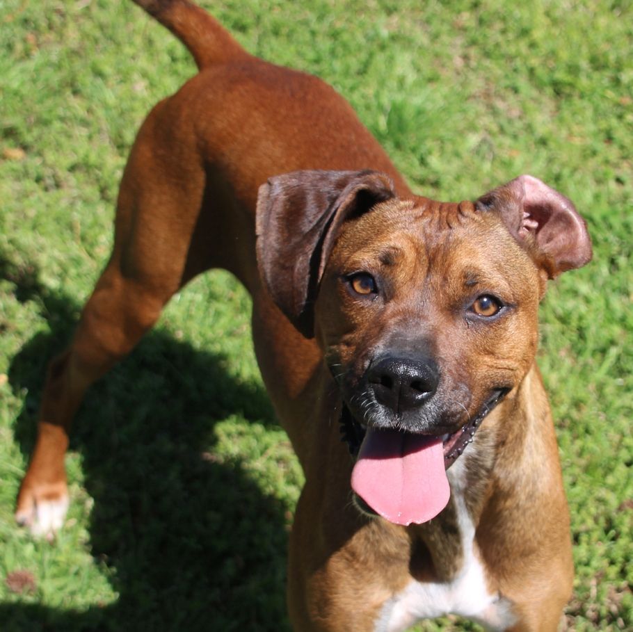 Doo, a Adoptable mixed breed in Enoree, SC image 4/9