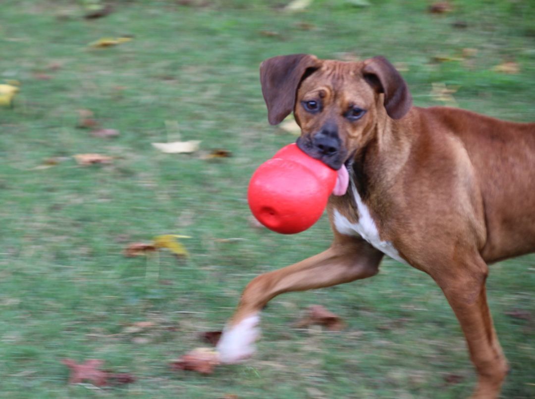 Doo, a Adoptable mixed breed in Enoree, SC image 5/9