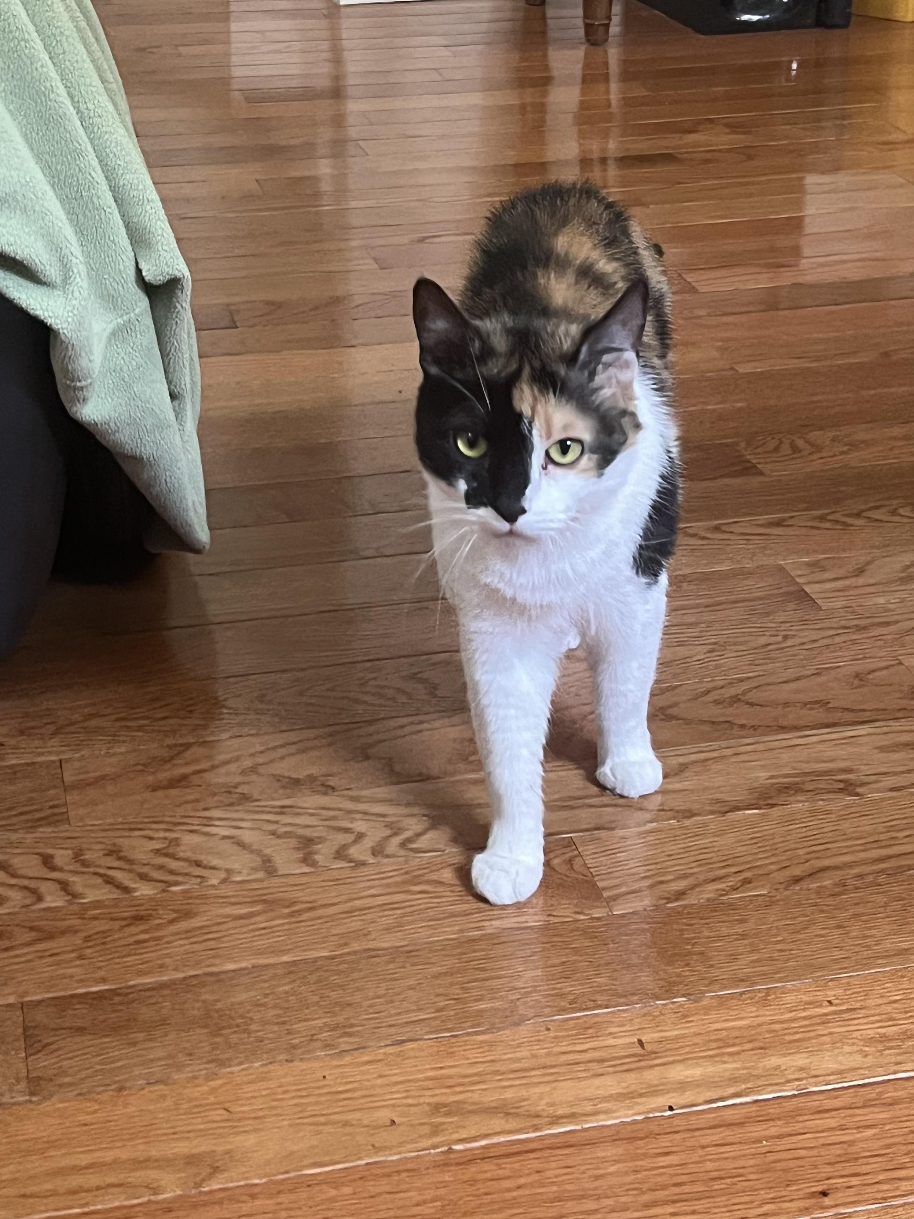 Gigi, Adoptable, Adult Female Domestic Short Hair.