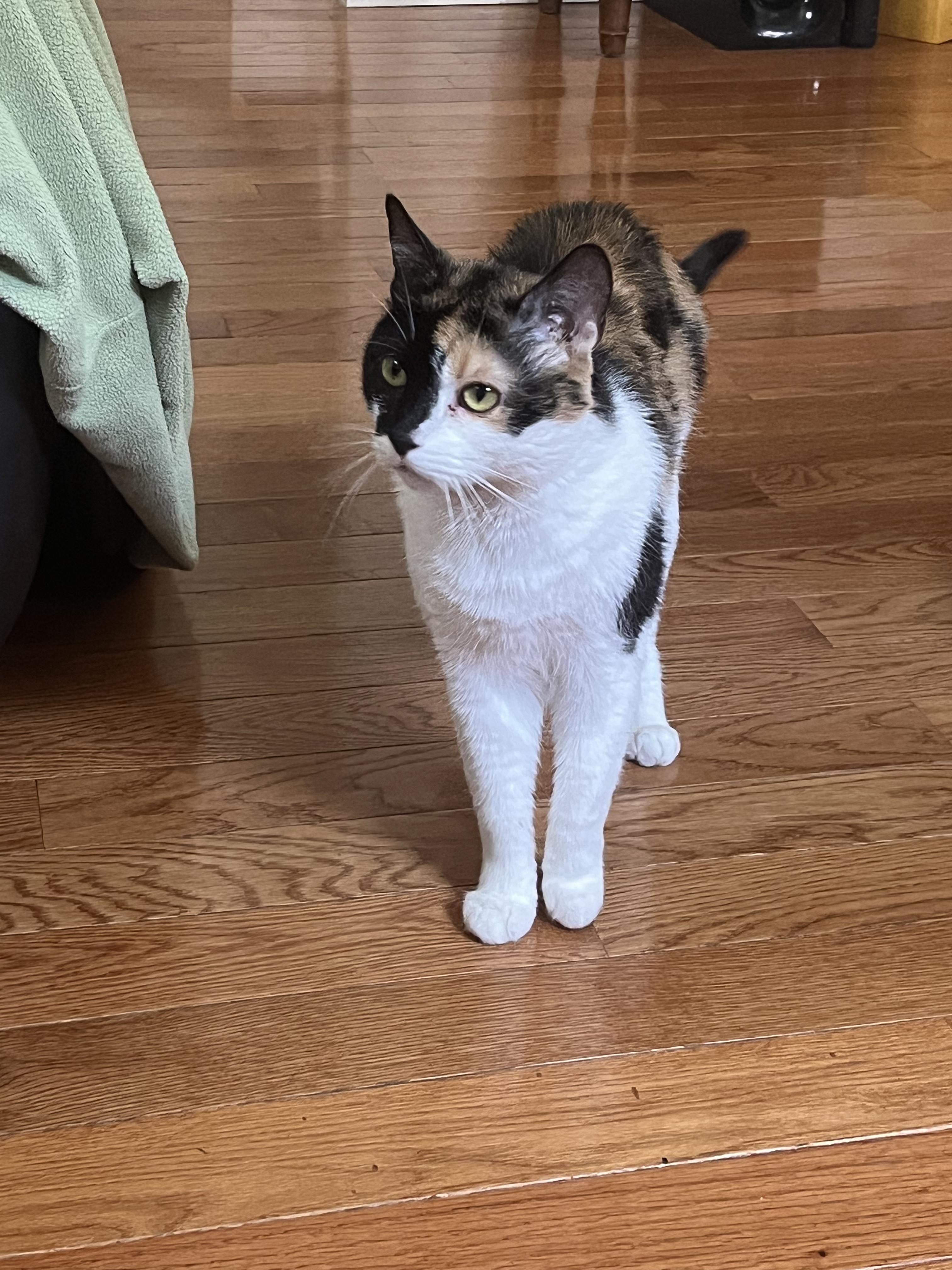 Enlarge Gigi, a Adoptable Domestic Short Hair in North Bergen, NJ image 3/4