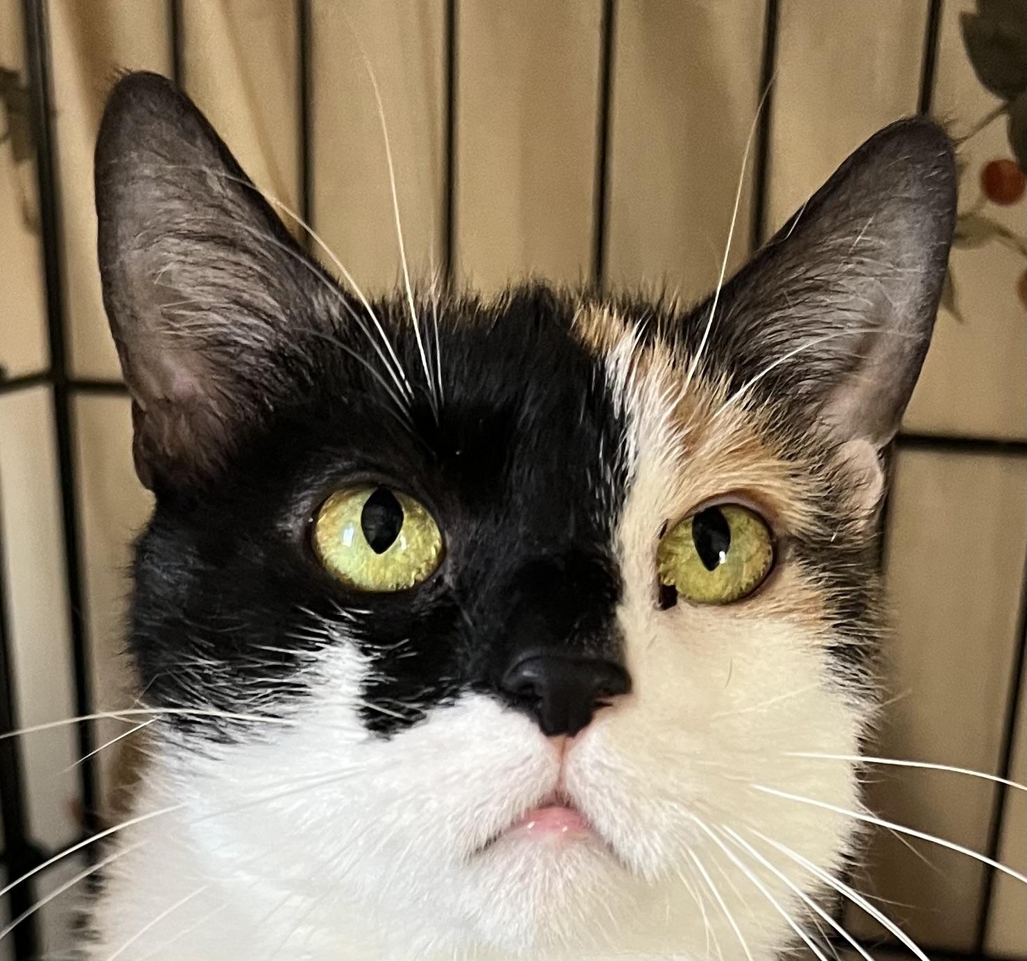 Enlarge Ginger, a Adoptable Domestic Short Hair in North Bergen, NJ image 2/3