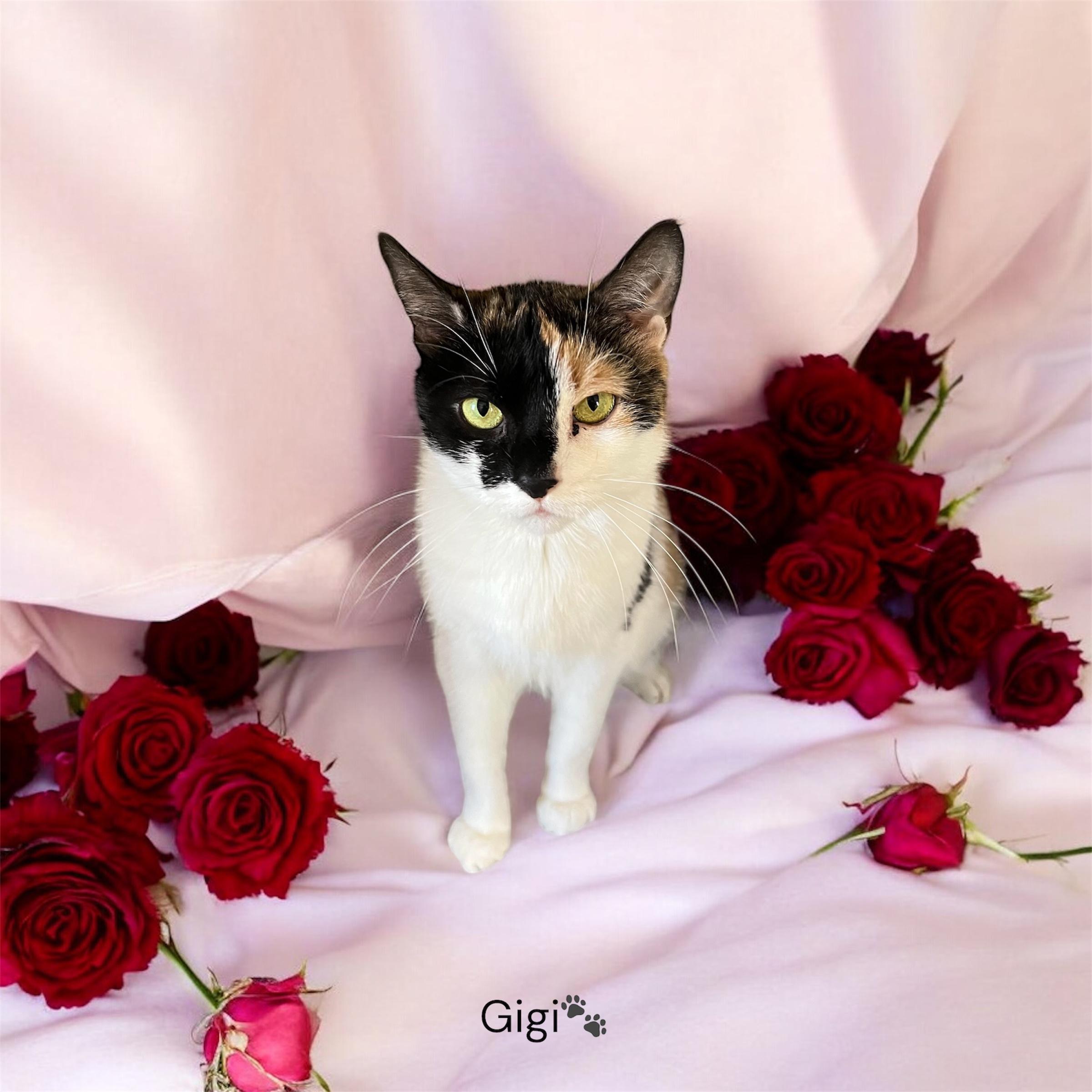 Ginger, Adoptable, Adult Female Domestic Short Hair.