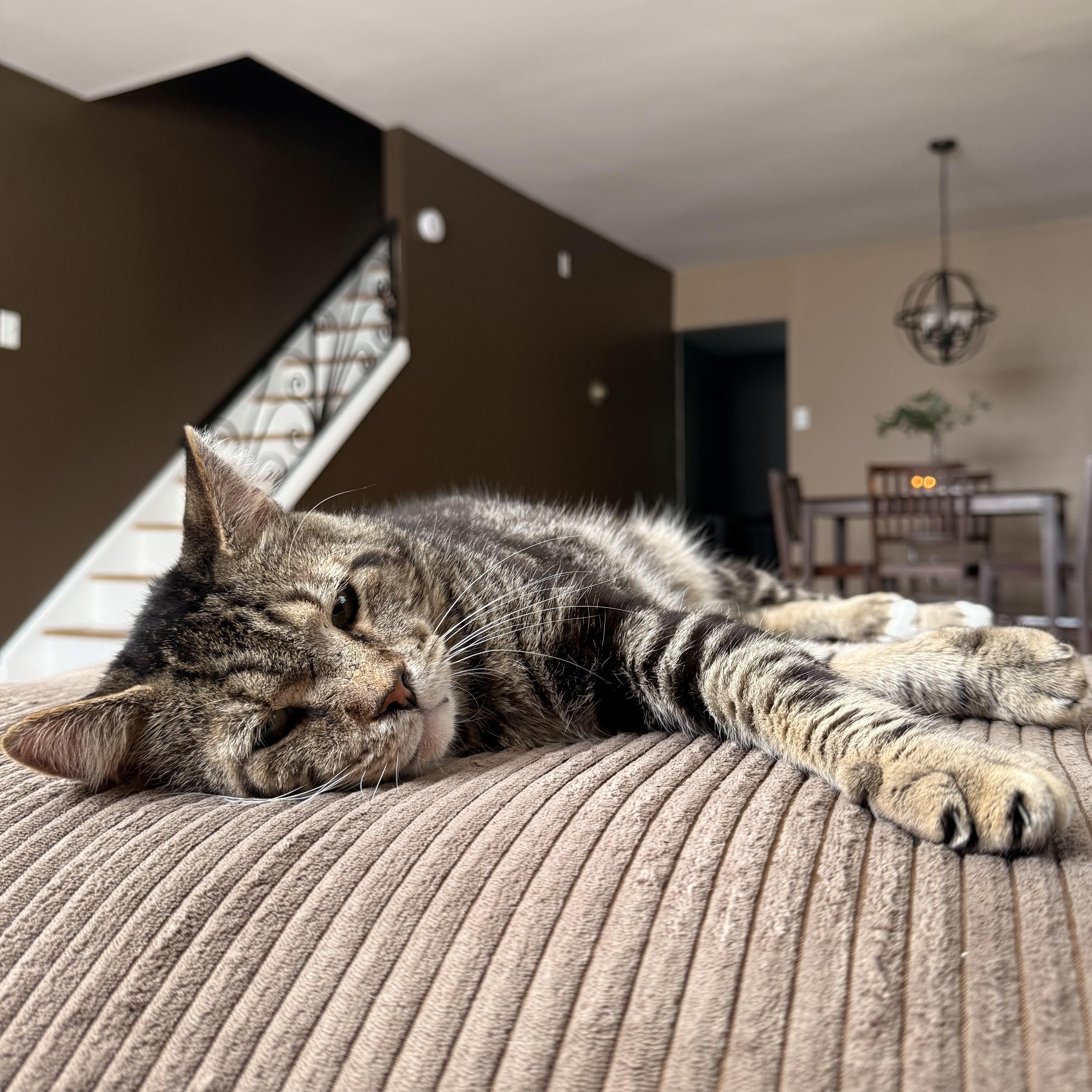 Ditman, a Adoptable Domestic Short Hair in Westville, NJ image 1/5