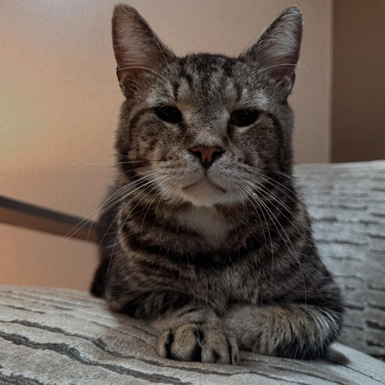 Ditman, a Adoptable Domestic Short Hair in Westville, NJ image 2/5