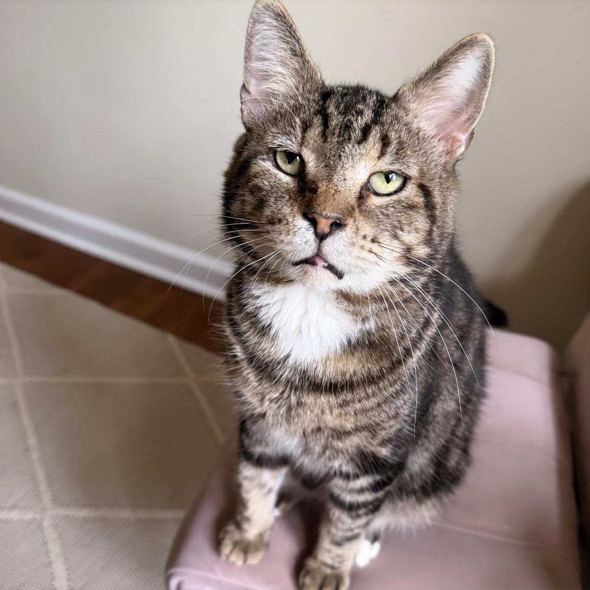 Ditman, a Adoptable Domestic Short Hair in Westville, NJ image 3/5