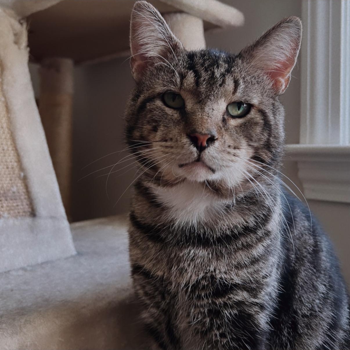 Ditman, a Adoptable Domestic Short Hair in Westville, NJ image 5/5