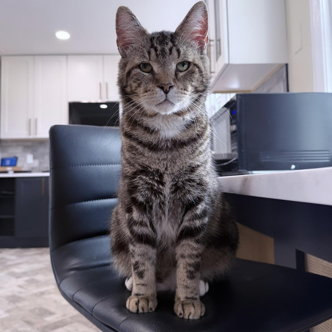 Ditman, a Adoptable Domestic Short Hair in Westville, NJ image 4/5