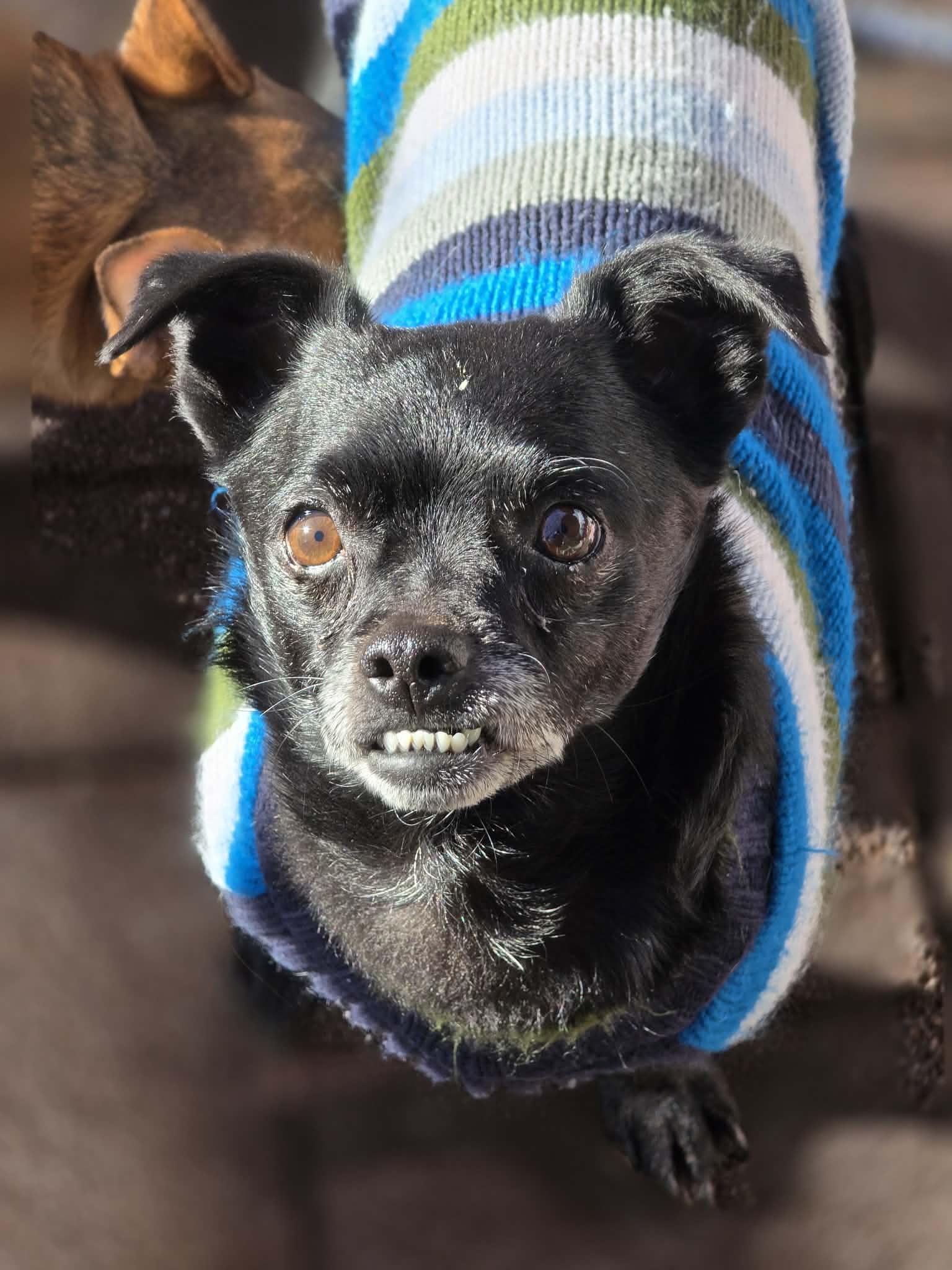 Enlarge Bullet Rogan, a Adoptable Chihuahua in Salt Lake City, UT image 1/3