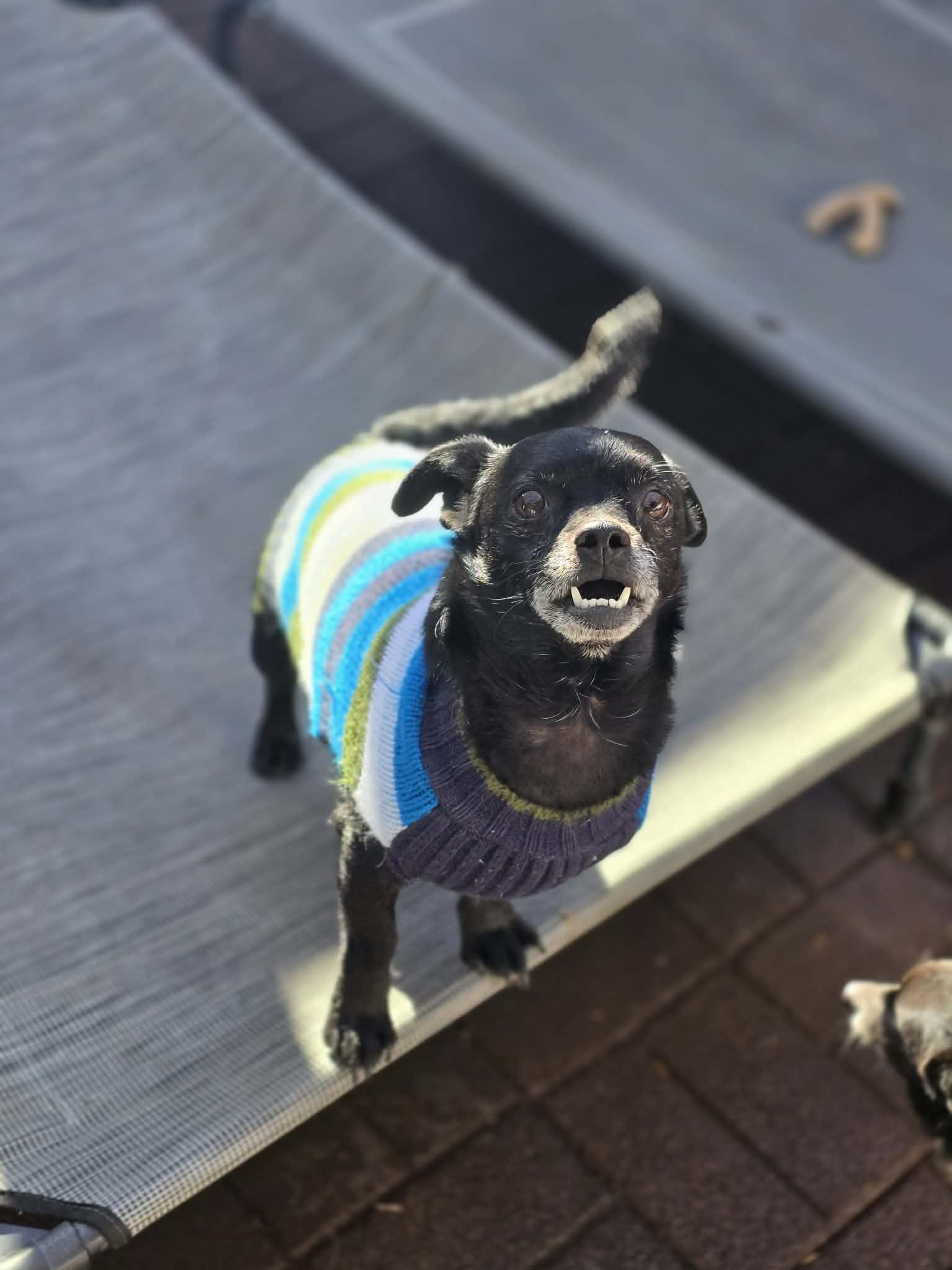 Enlarge Bullet Rogan, a Adoptable Chihuahua in Salt Lake City, UT image 2/3