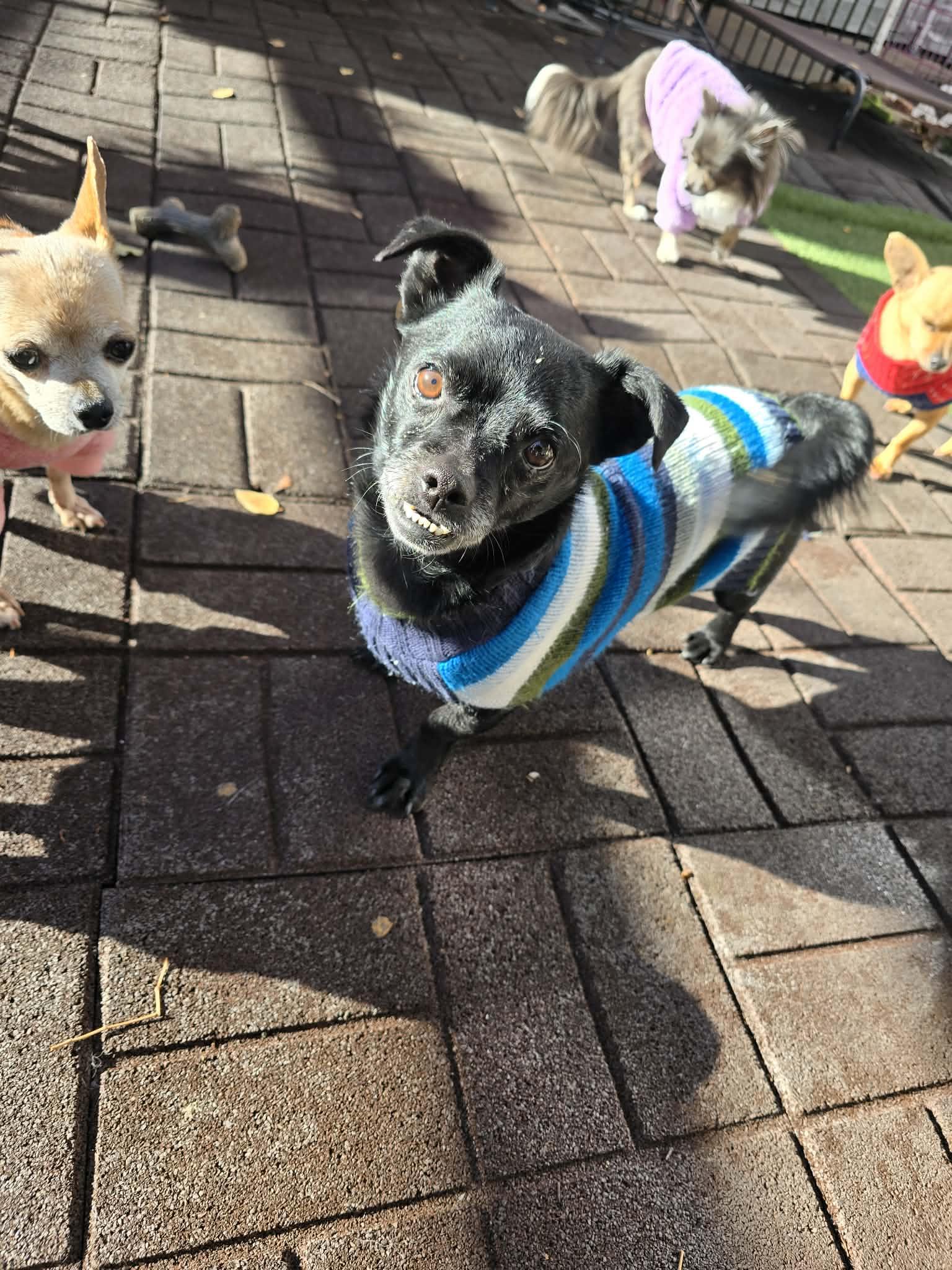 Enlarge Bullet Rogan, a Adoptable Chihuahua in Salt Lake City, UT image 3/3