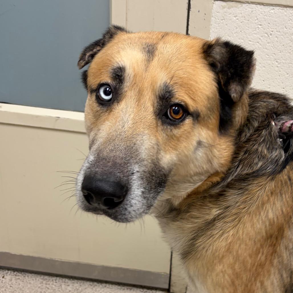 Rex, Adoptable, Adult Male German Shepherd Dog.