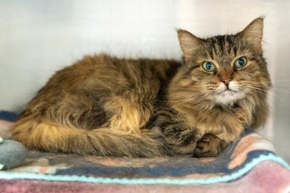 Rori, Adoptable, Adult Female Domestic Long Hair.