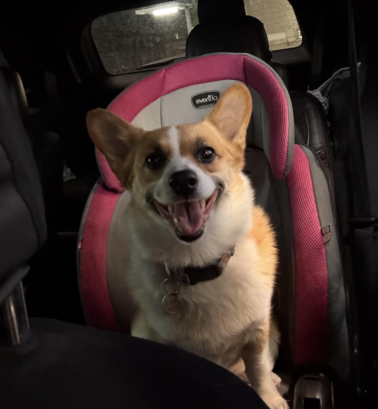 Enlarge Sadie, an adopted Pembroke Welsh Corgi in Yukon, OK image 6/6