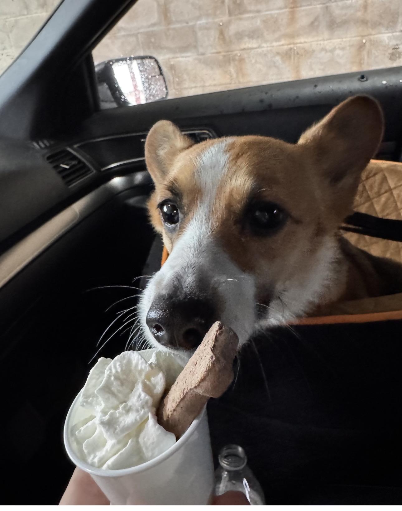 Enlarge Sadie, an adopted Pembroke Welsh Corgi in Yukon, OK image 2/6