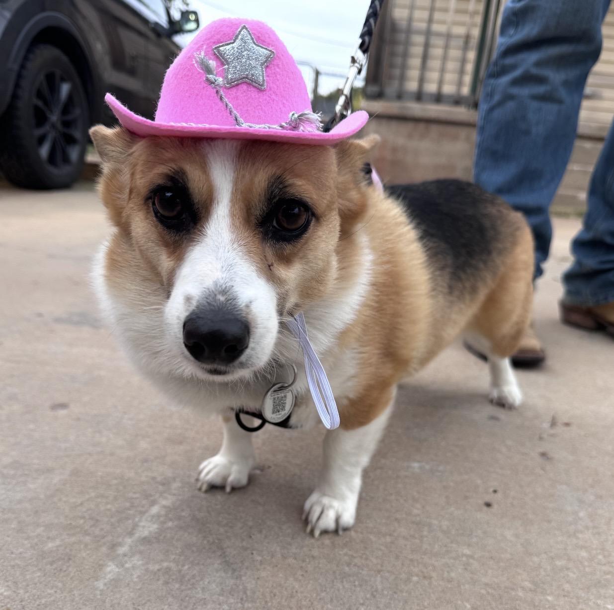 Enlarge Sadie, an adopted Pembroke Welsh Corgi in Yukon, OK image 3/6