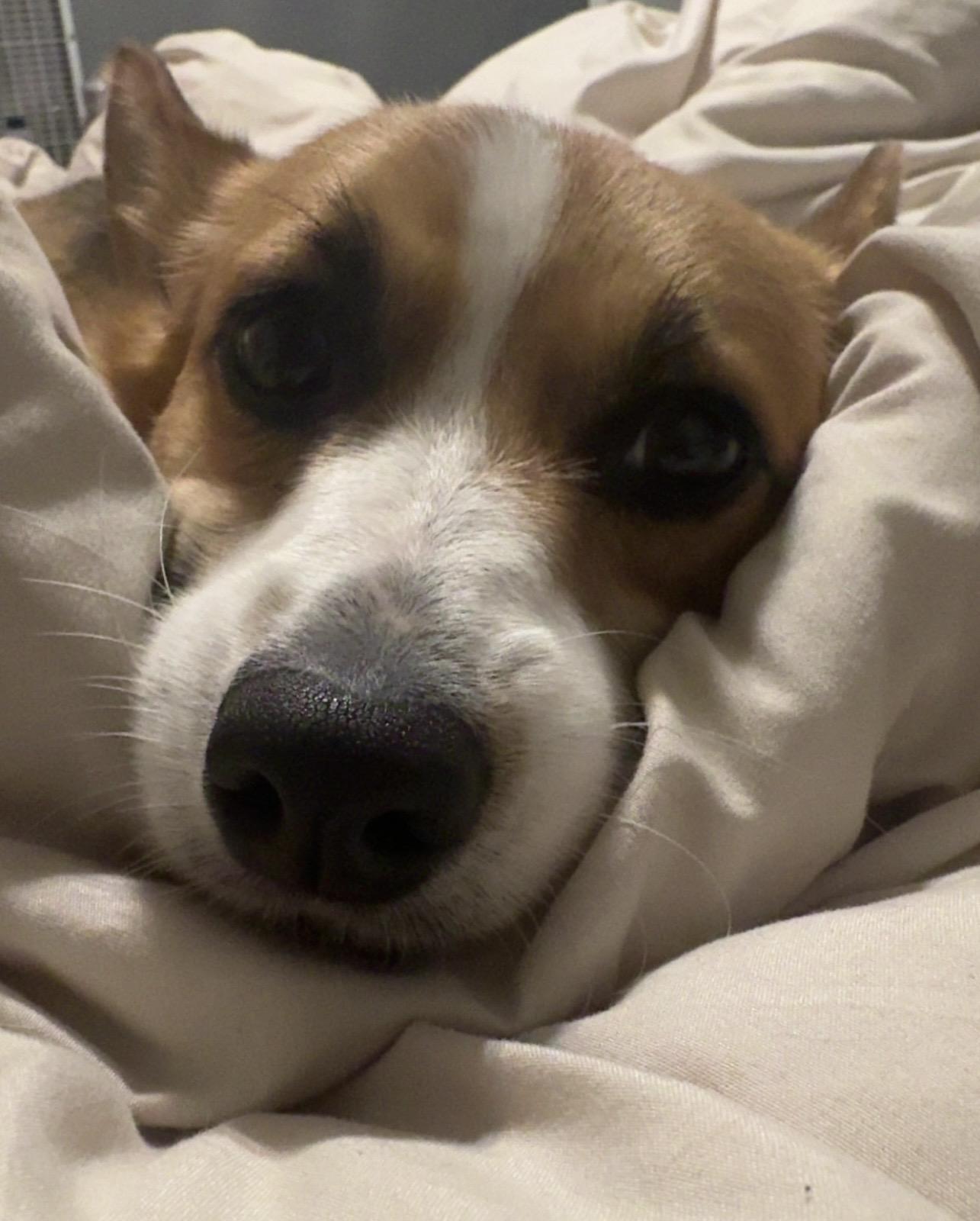 Enlarge Sadie, an adopted Pembroke Welsh Corgi in Yukon, OK image 5/6