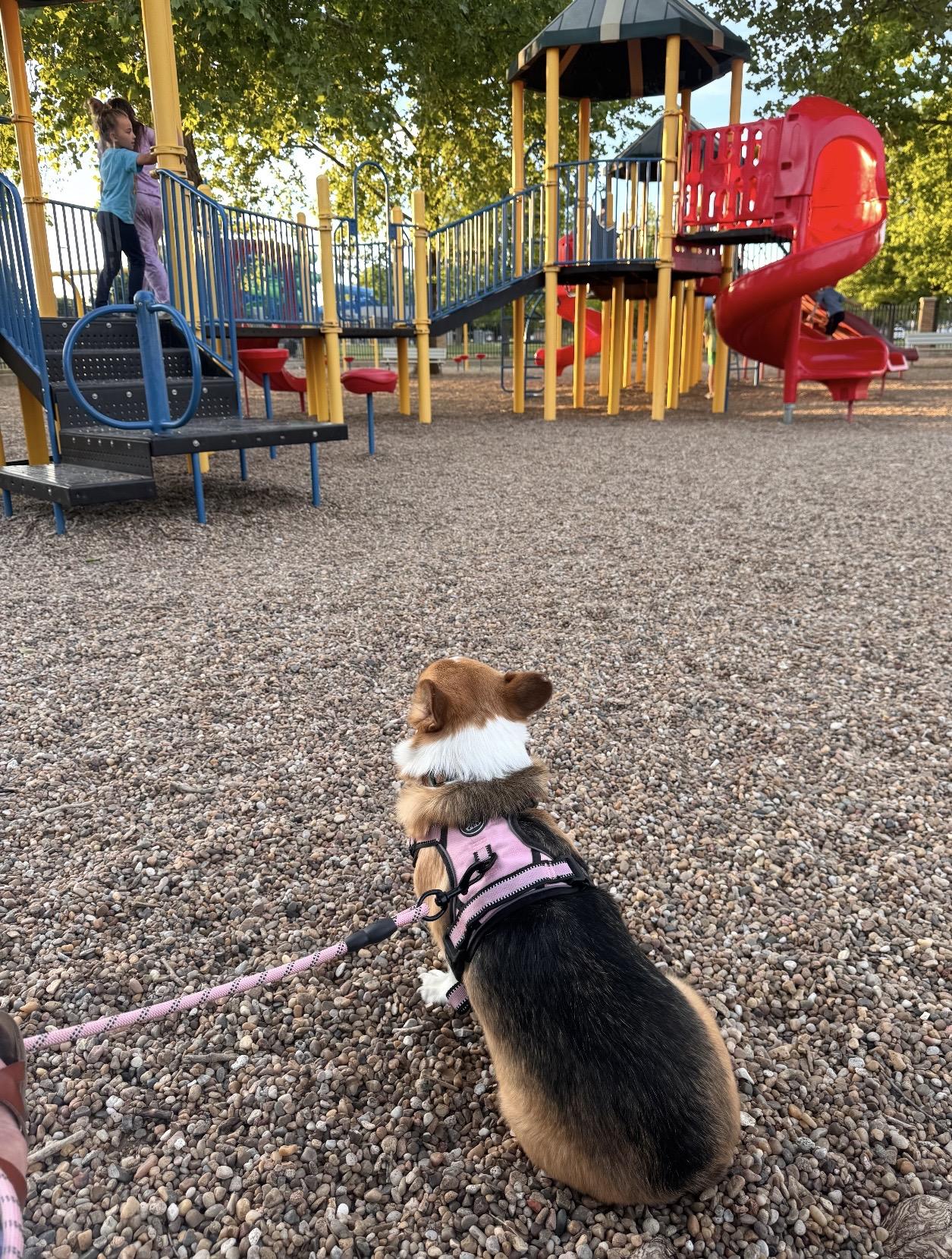 Enlarge Sadie, an adopted Pembroke Welsh Corgi in Yukon, OK image 4/6