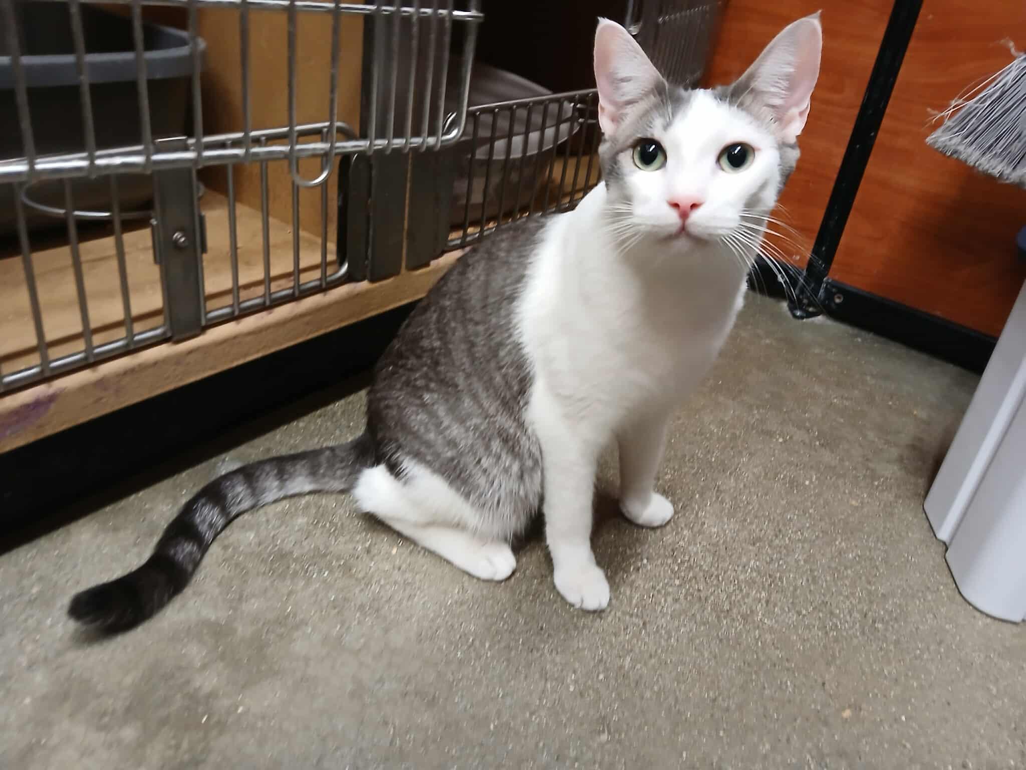 Enlarge CASTOR, a Adoptable mixed breed in City of Industry, CA image 4/6