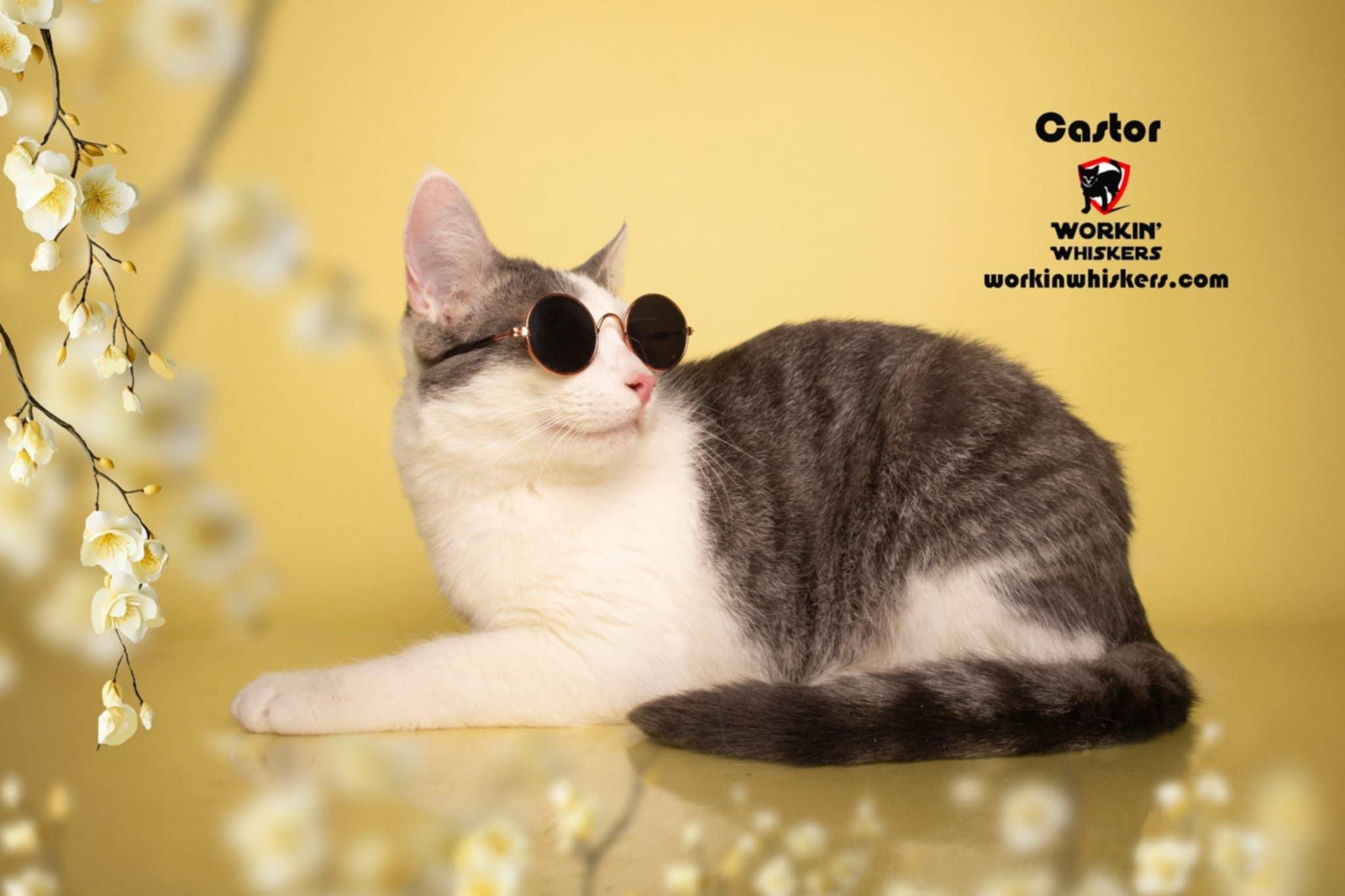 Enlarge CASTOR, a Adoptable mixed breed in City of Industry, CA image 5/6