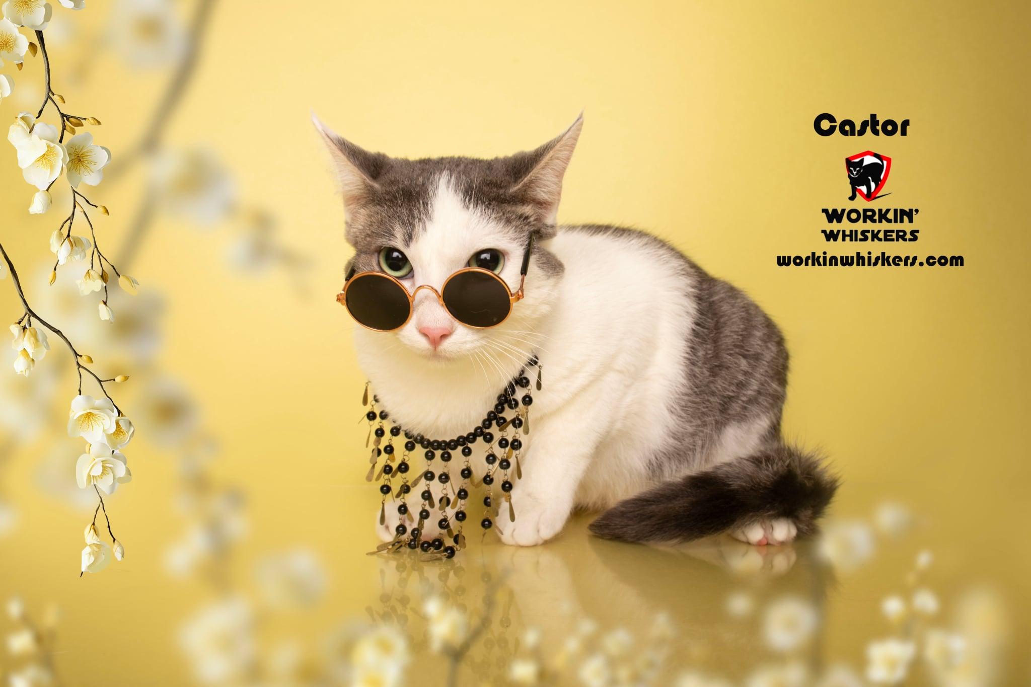 Enlarge CASTOR, a Adoptable mixed breed in City of Industry, CA image 1/6