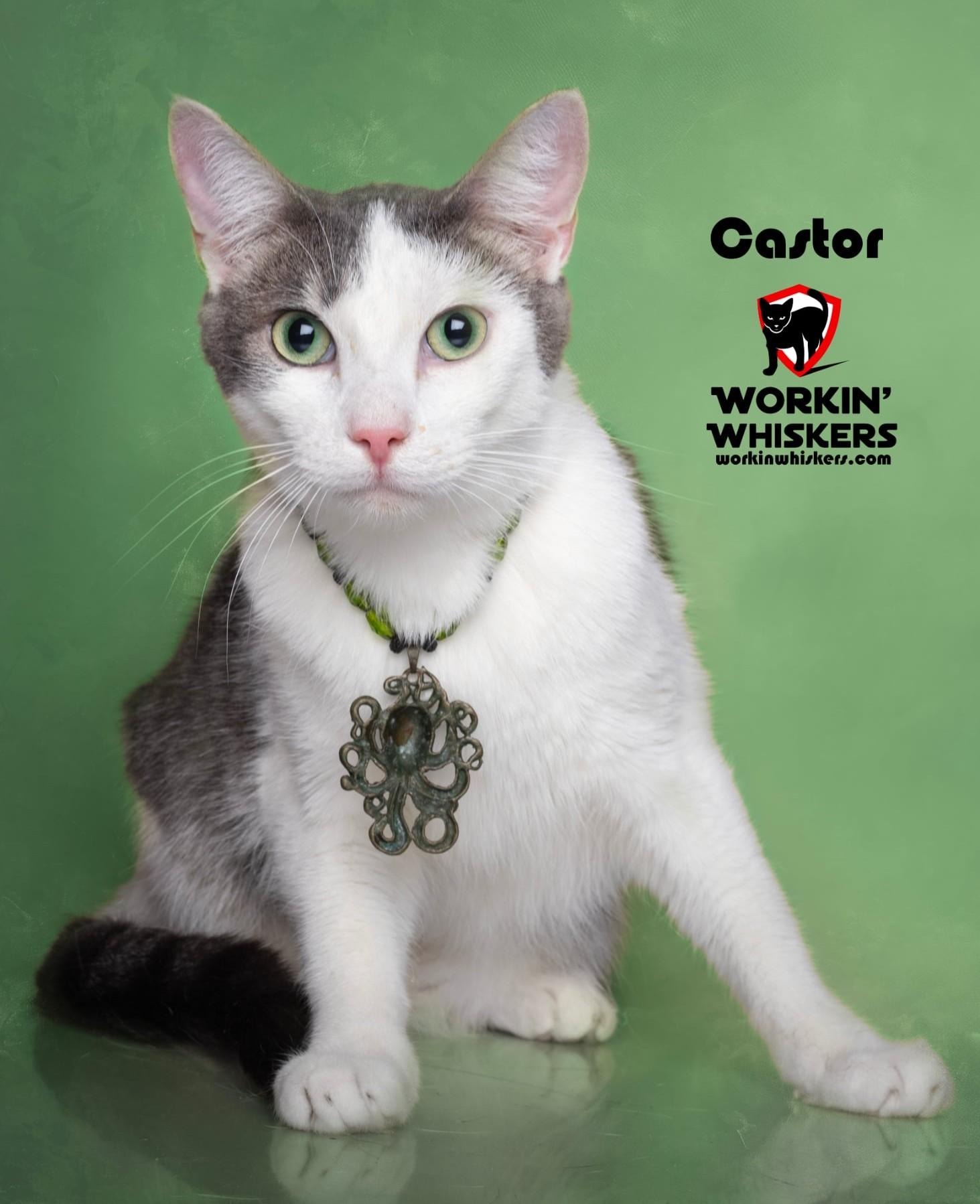 Enlarge CASTOR, a Adoptable mixed breed in City of Industry, CA image 1/6