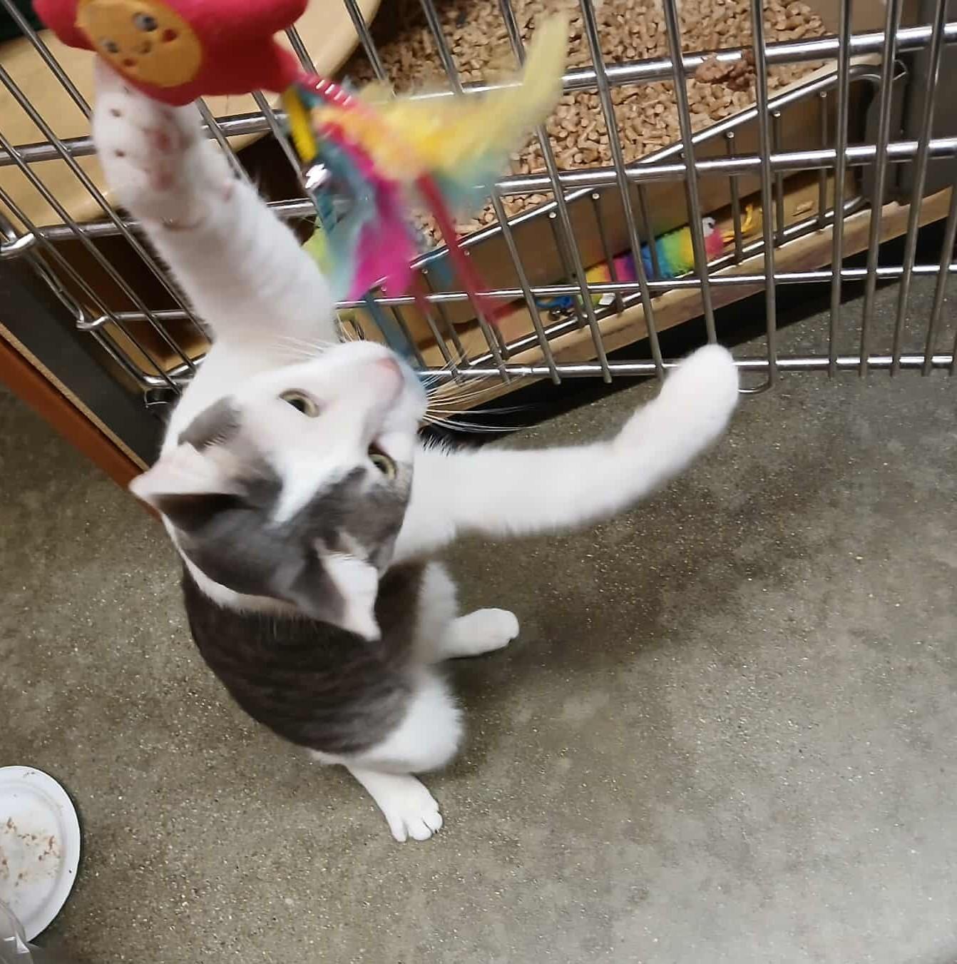 Enlarge CASTOR, a Adoptable mixed breed in City of Industry, CA image 6/6