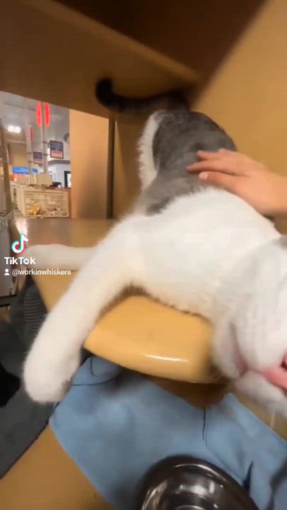 Enlarge CASTOR, a Adoptable mixed breed in City of Industry, CA video 2/6