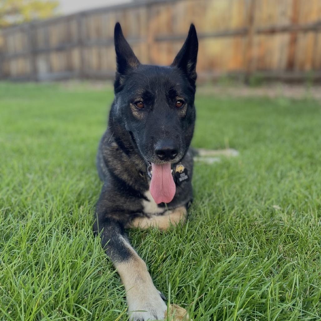 Enlarge Max a Million, a Adoptable mixed breed in Lakewood, CO image 2/3